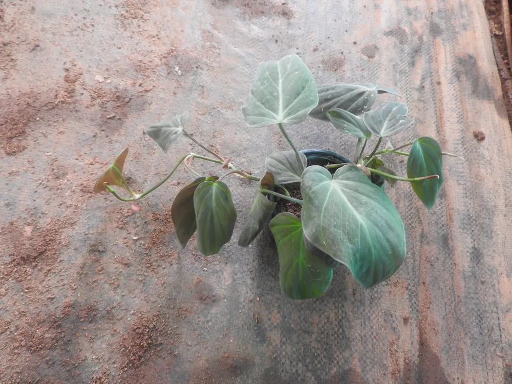 Philodendron Micans (Philodendron hederaceum var. hederaceum)