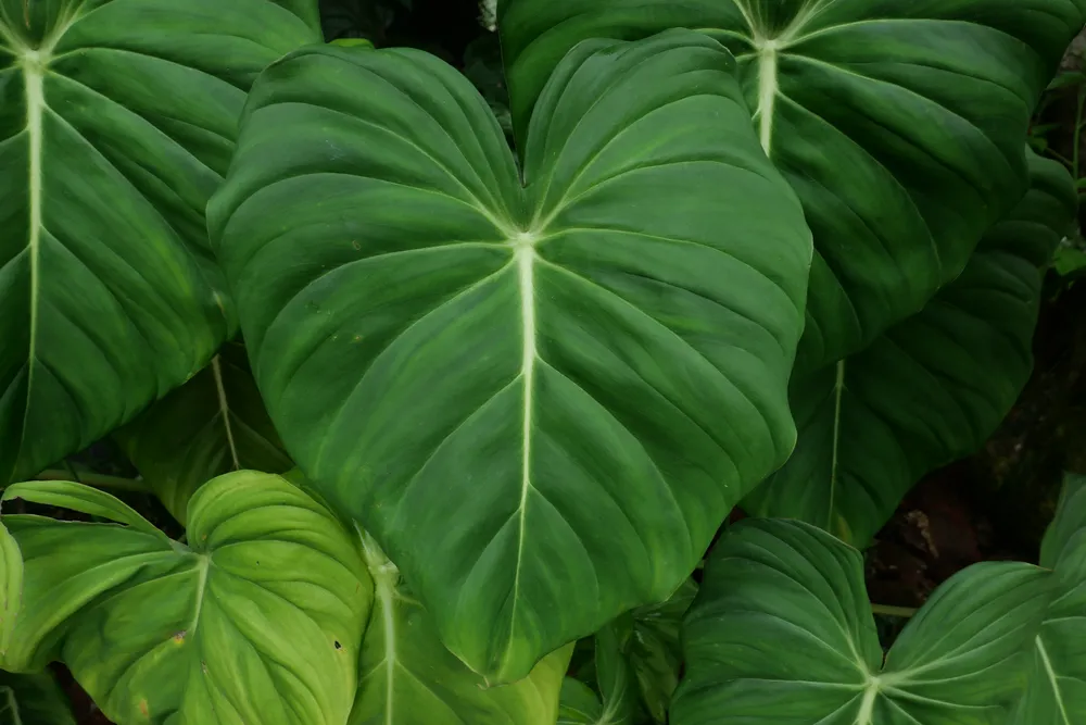 Philodendron Pastazanum (Philodendron pastazanum)
