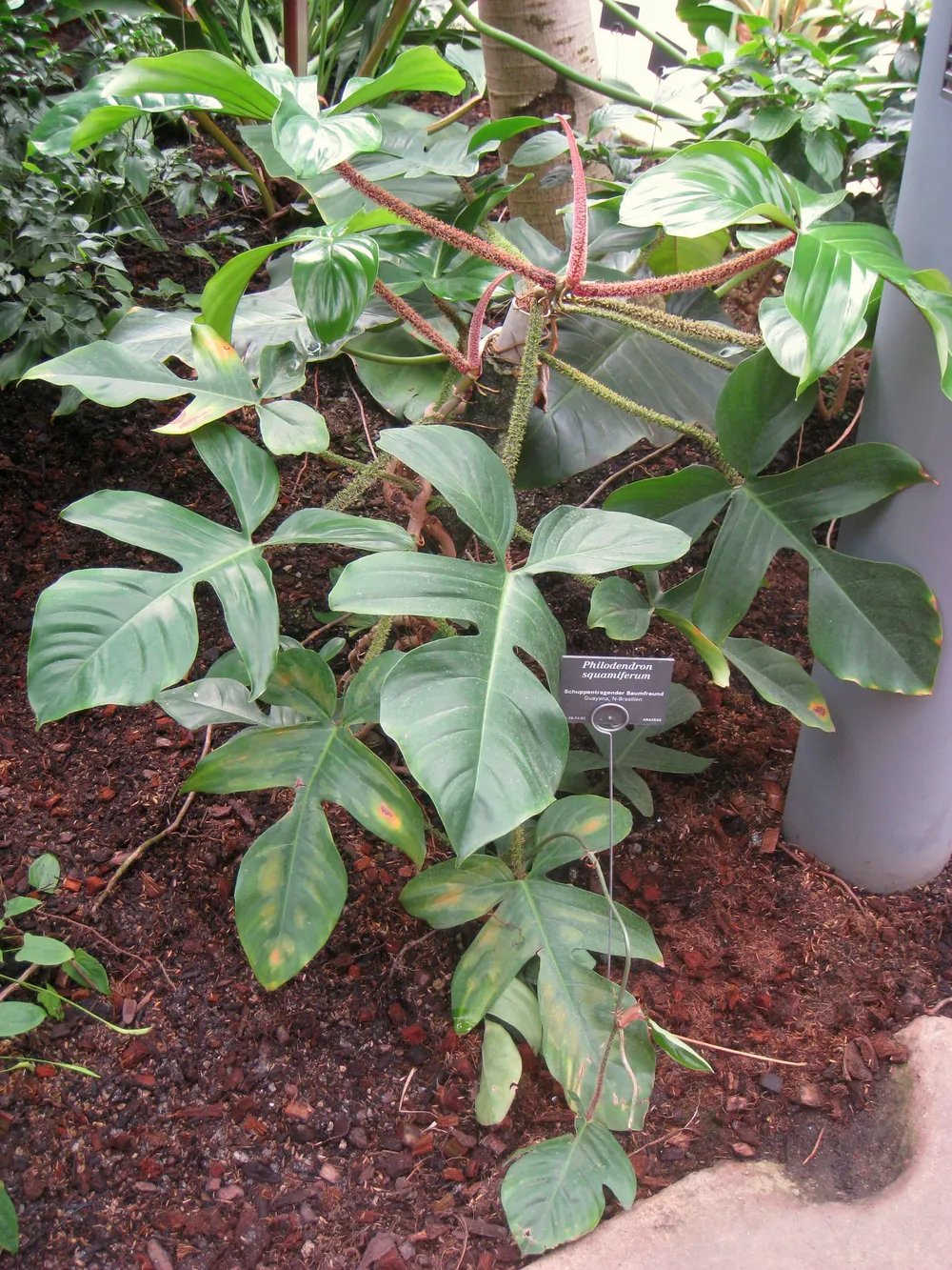 Philodendron Squamiferum (Philodendron squamiferum)