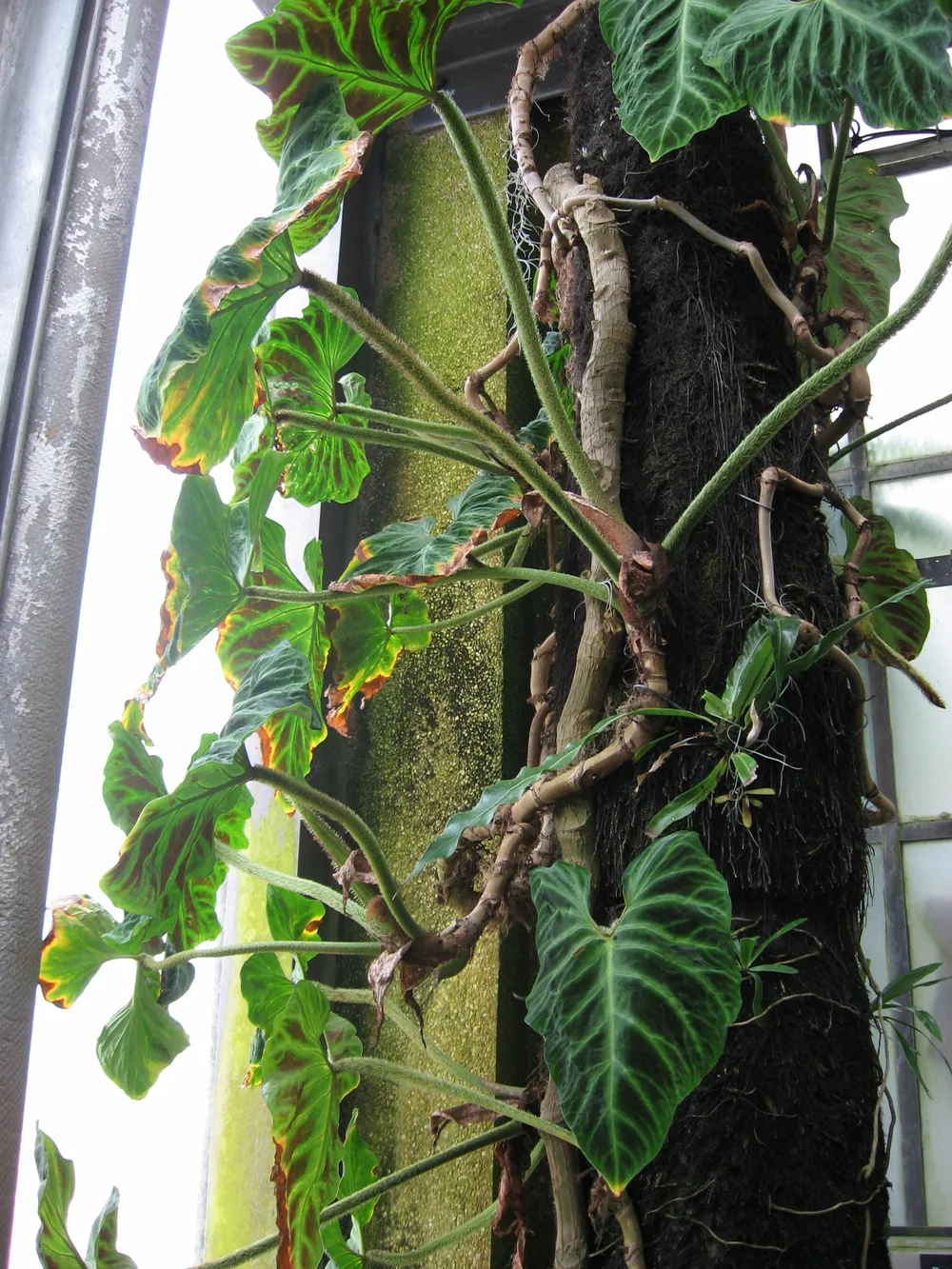 Philodendron Verrucosum (Philodendron verrucosum)