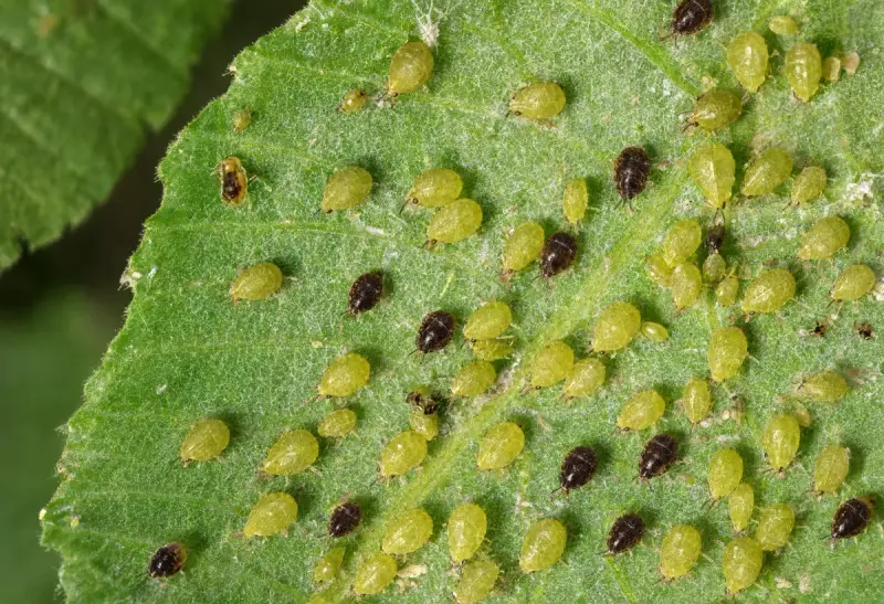 Aphid — Colony on Leaves