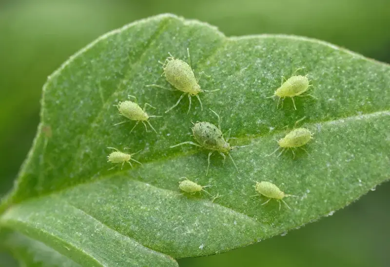 Aphid — Dense Infestation