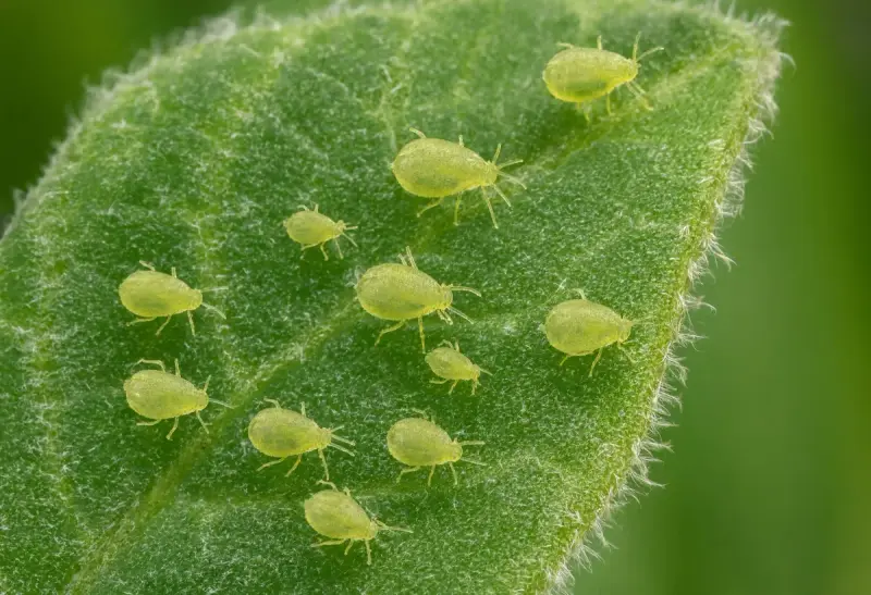 Aphid — Distorted Leaves