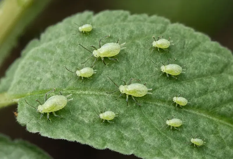 Aphid