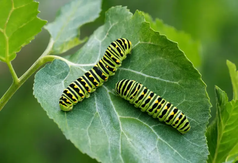 Caterpillar — Leaf Chewing Damage