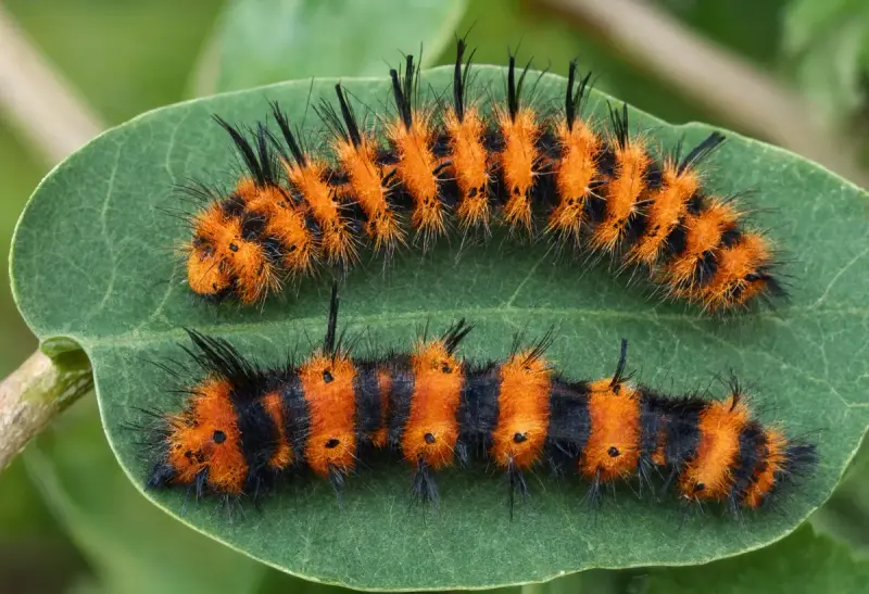 Caterpillar — Caterpillar Variety