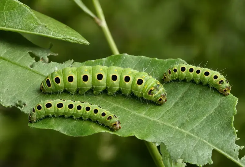 Caterpillar