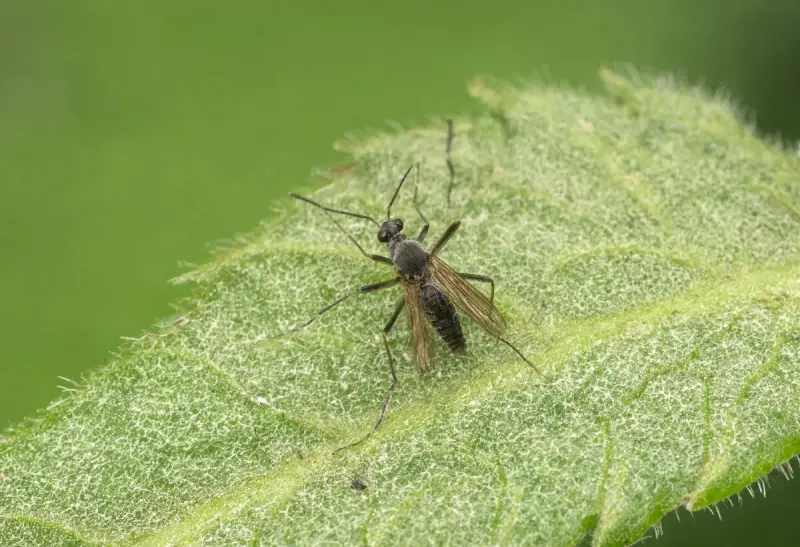 Fungus Gnat — Adult Gnats on Leaf