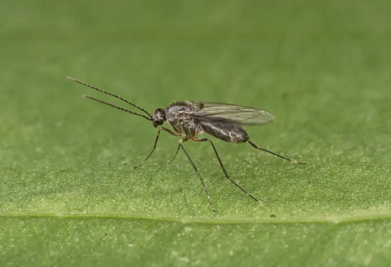 Fungus Gnat — Substrate Damage