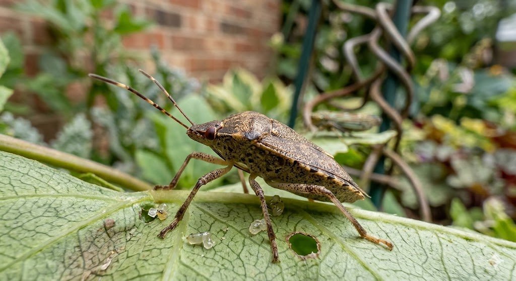 Stink Bug — Halyomorpha halys / Nezara viridula