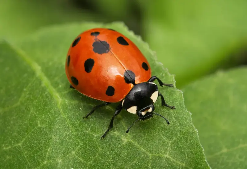 Ladybug — Orange Variety