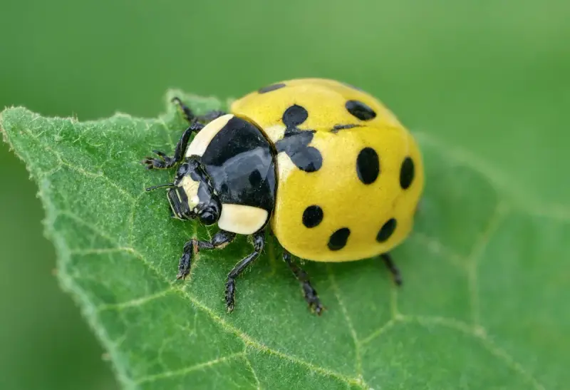 Ladybug — Yellow Variety