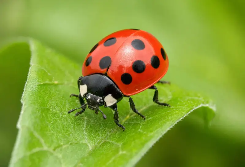 Ladybug — Coccinellidae