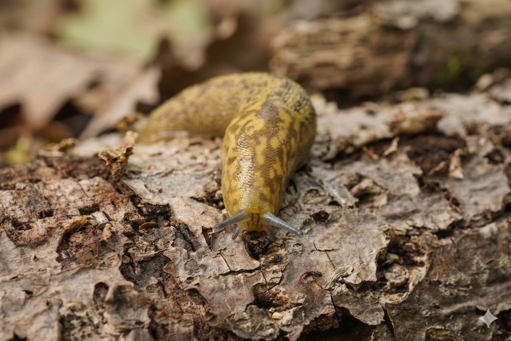 Slug & Snail — Leopard Slug