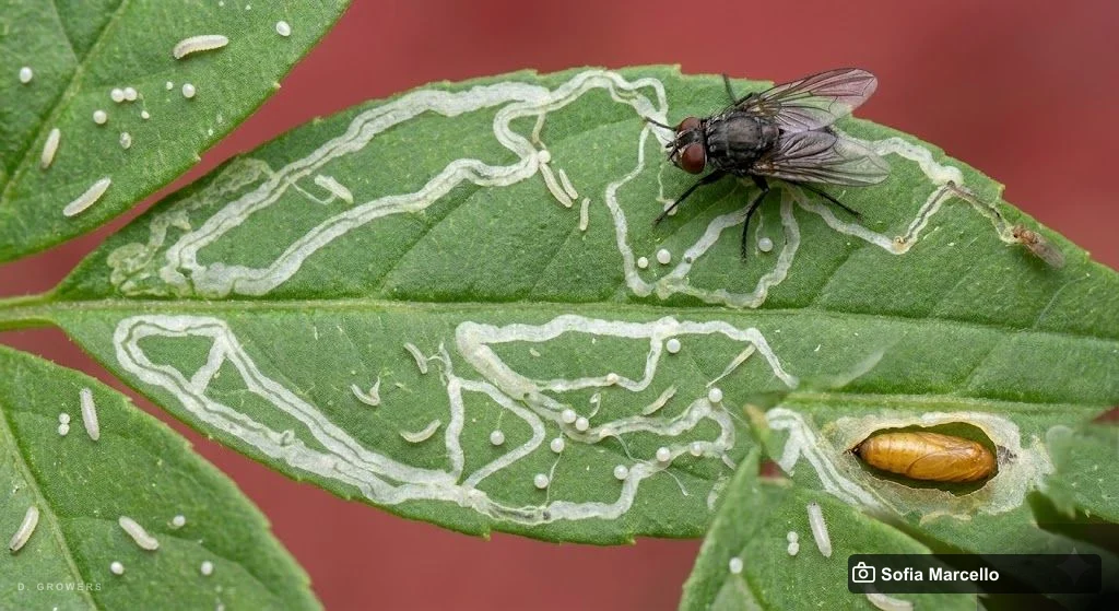 Leaf Miner — Mining Damage