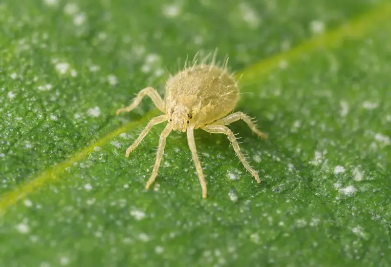 Spider Mite — Webbing on Leaf