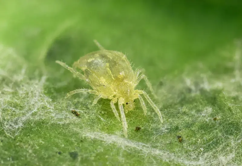 Spider Mite — Stippled Leaf Damage