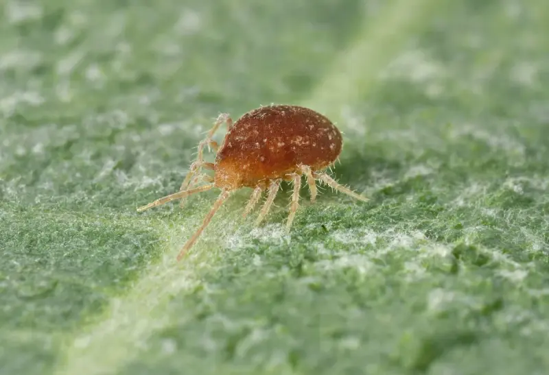 Spider Mite