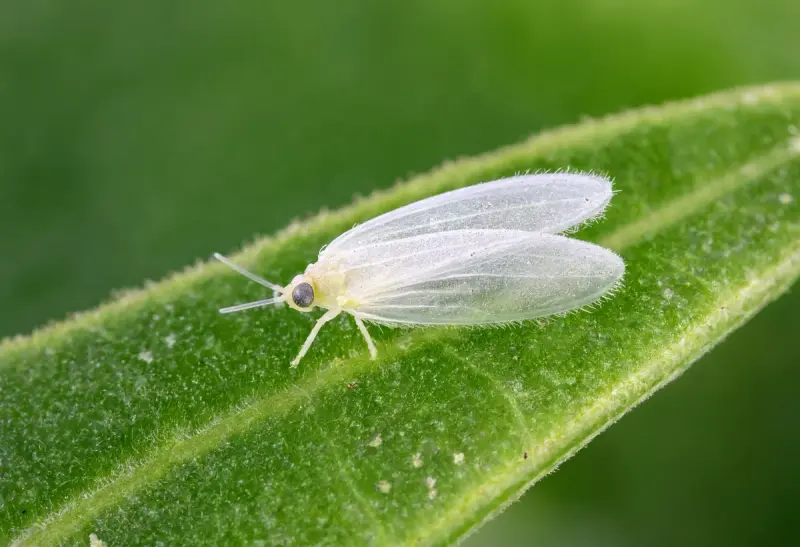Whitefly — Adult Cluster